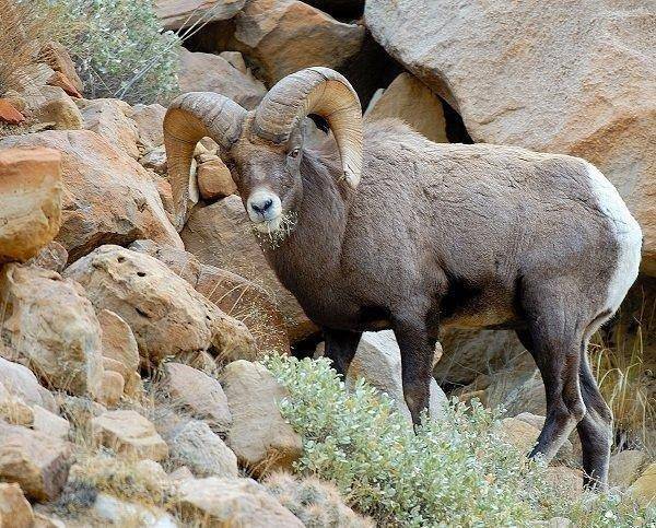 brent_12-2010_Rocky_Mountain_bighorn_ram_1.jpg