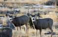 brent_12-2013_buck_in_Carbon_County_1.jpg