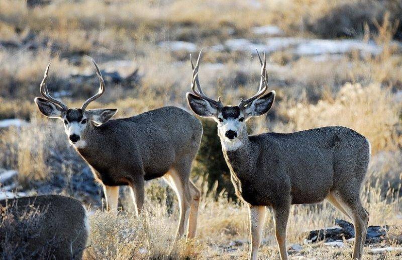 brent_12-2013_buck_in_Carbon_County_1.jpg