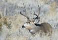 brent_2009_South_Book_Cliffs_buck_deer.jpg