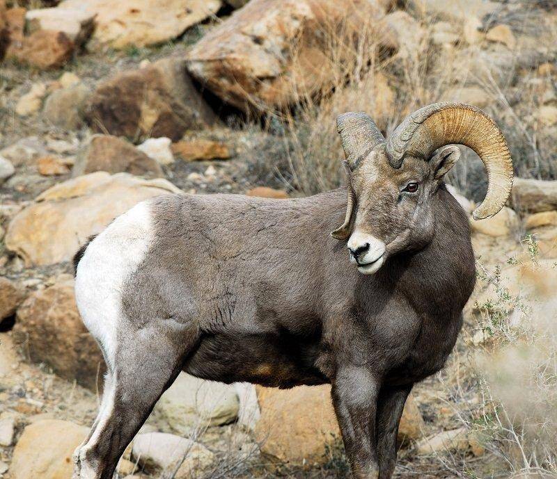 brent_2012_ram_at_bighorn_sheep_watch_1.jpg