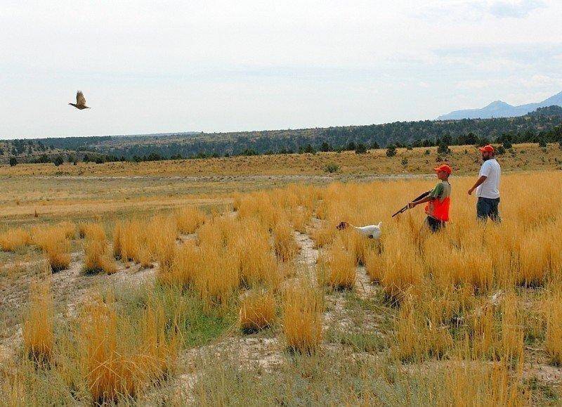 brent_8-30-2007_chukar_flushes_in_front_of_young_hunter_1.jpg