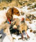 bret_wonnacott_12-14-2015_dog_with_chukar_1.jpg