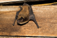 brown-bat.png