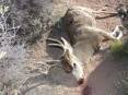 buck_deer_poached_in_southeastern_utah_1_7-31-2013.jpg