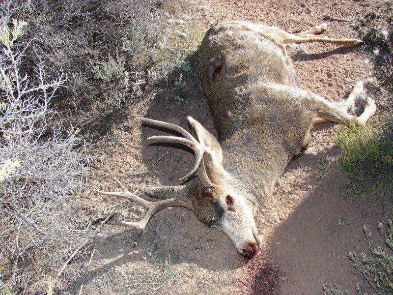 buck_deer_poached_in_southeastern_utah_1_7-31-2013.jpg