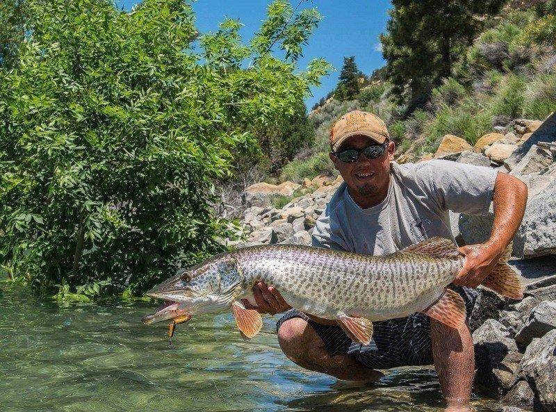 calvin_black_5-9-2016_tiger_muskie_at_Joes_Valley_Reservoir_1.jpg