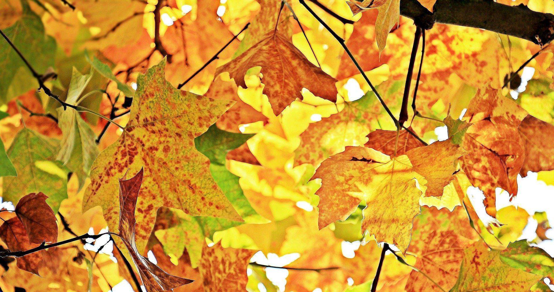 chestnut-leaves-ga1e856f37_1920.jpg