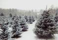 christmas-tree-farm-800x559-800x559.jpg