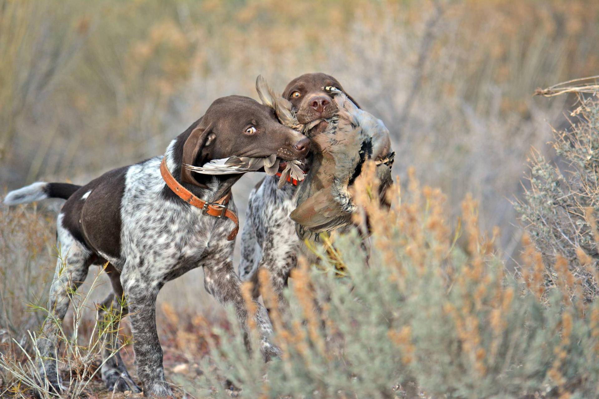 clint_wirick_12-15-2015_hunting_dogs_with_chukars.jpeg