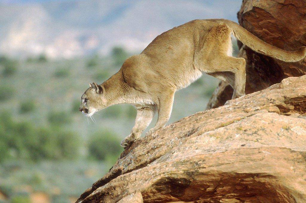 cougar_on_rockyledge1-29-09.jpg