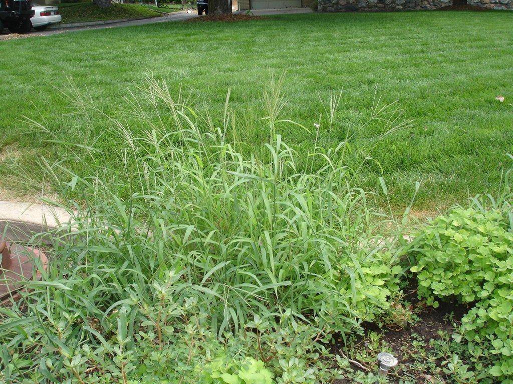 crabgrass-in-flower-bed.jpg