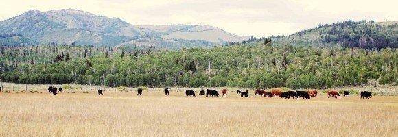 cropped-Cows-in-Joes-Valley-2-small-File.jpg