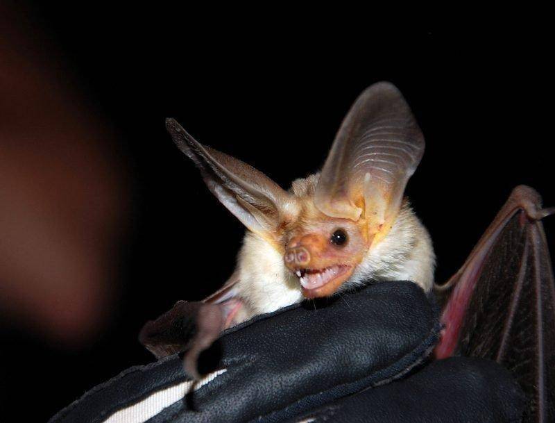 daniel_day_6-24-2013_pallid_bat.jpg