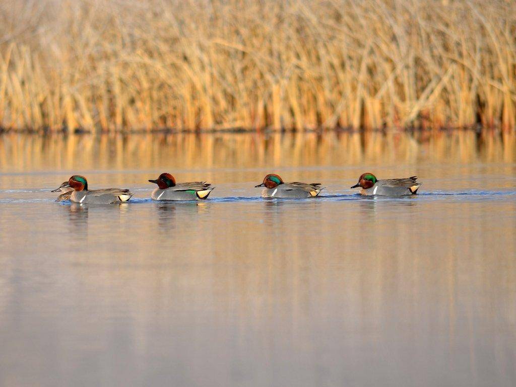 derek_murdock_9_13_2016_green-winged_teal_ducks_in_Utah-1-scaled.jpg