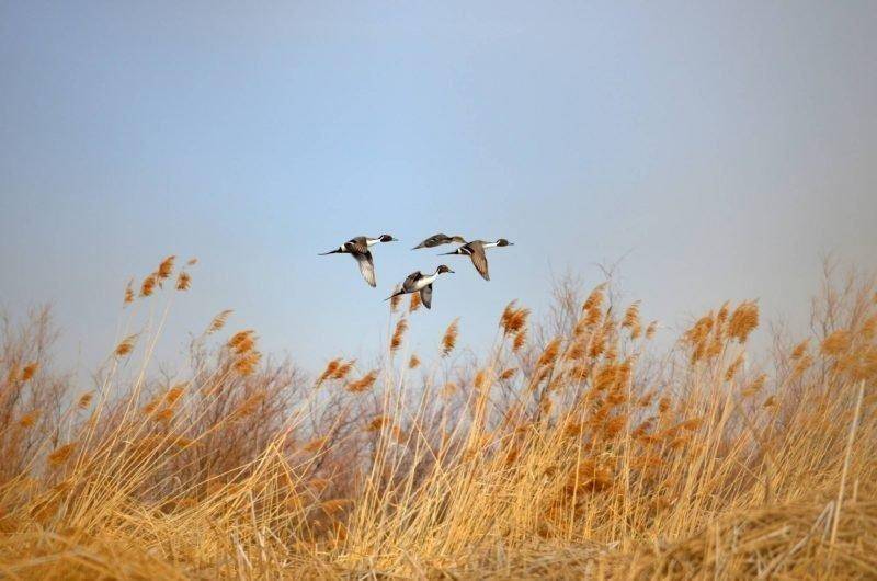 derek_murdock_9_13_2016_pintail_ducks_in_Utah_1.jpg