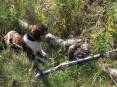 devin_christensen_2015_English_springer_spaniel_and_three_ruffed_grouse.jpg