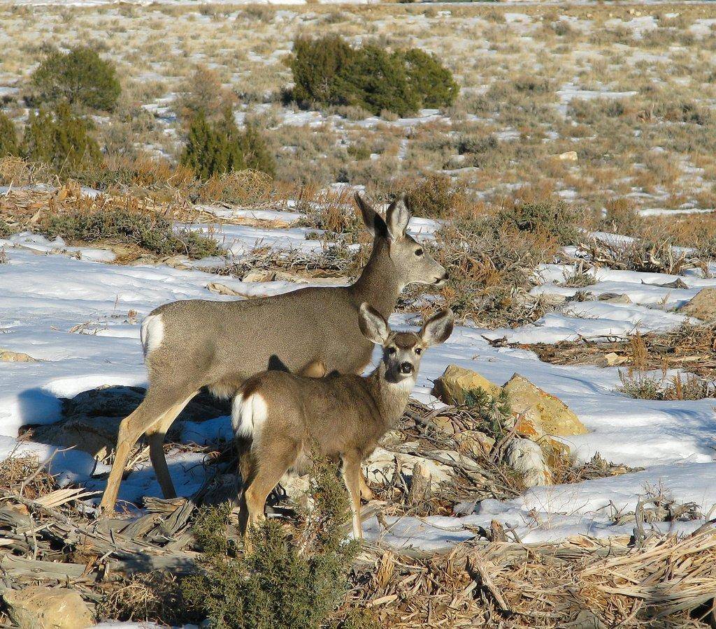 doefawn_muledeer_CarbonCo1-15-09.jpg