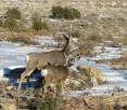 doefawn_muledeer_CarbonCo1-15-09.jpg