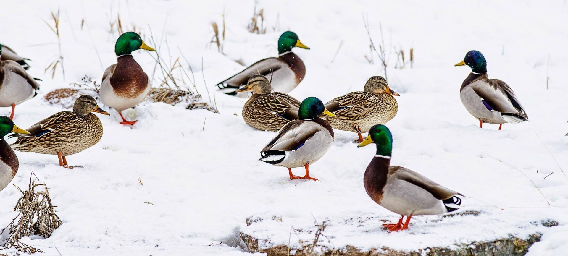 ducks_snow_park_city-1.jpg