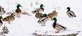 ducks_snow_park_city-1.jpg