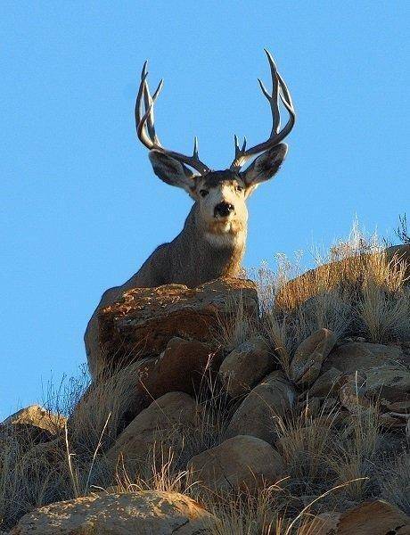 dustin_stettler_6-24-2013_silhouetted_buck_at_Nash_Wash_WMA.jpg