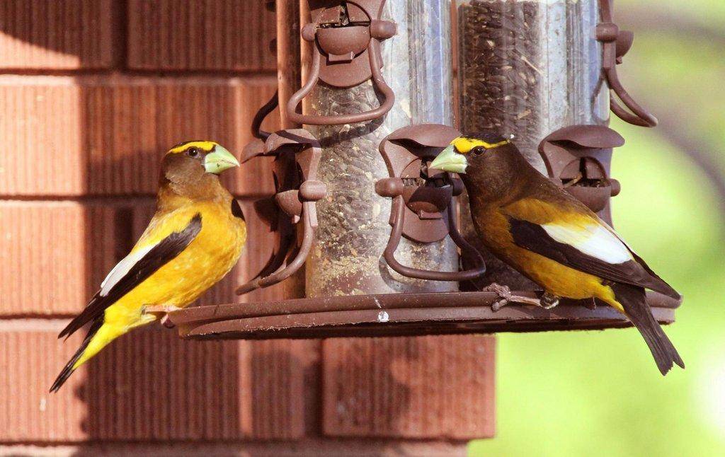 evening-grosbeaks-scaled.jpg