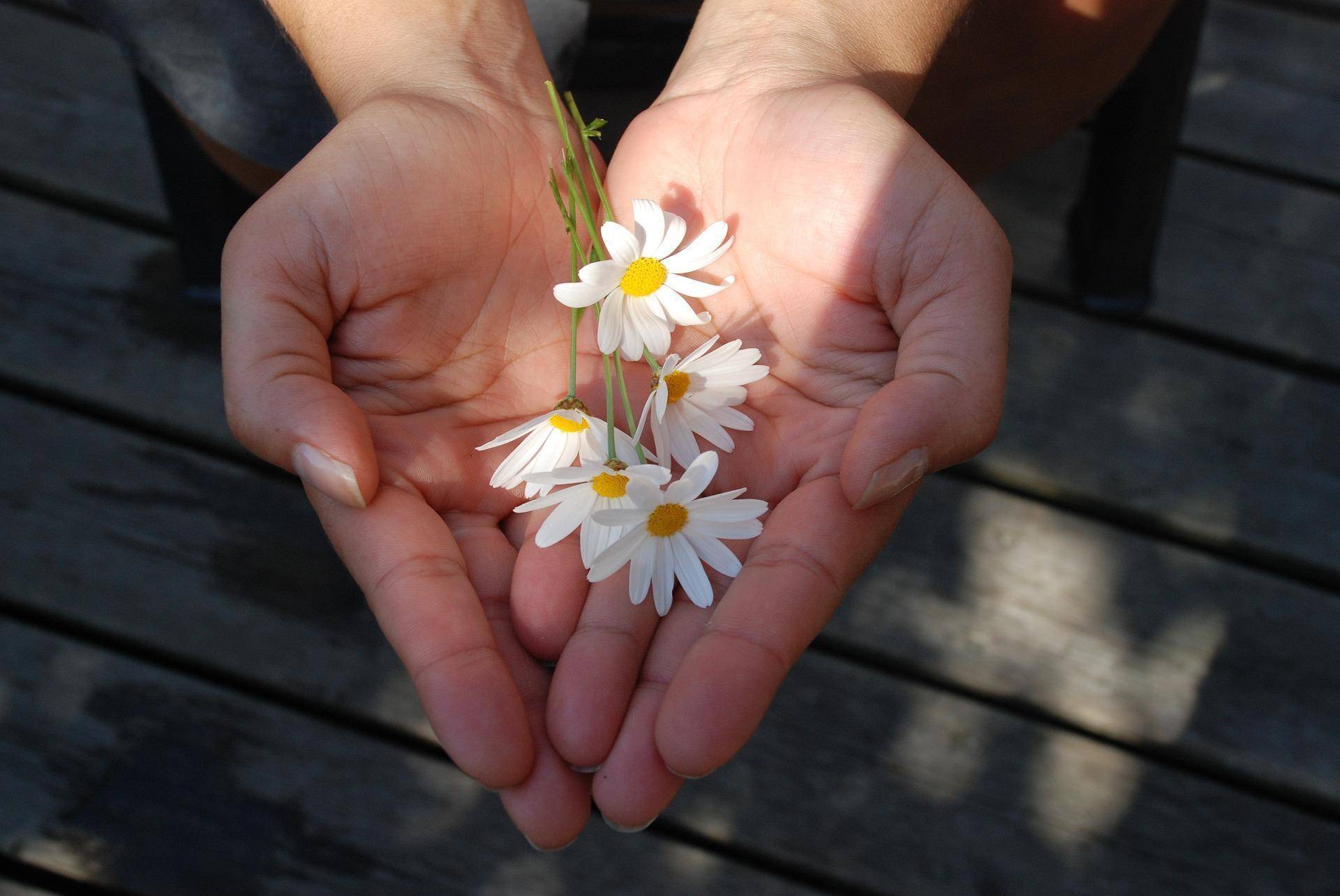 flower-gb4083a6a9_1920.jpg