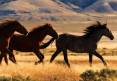 free-roaming-wild-horses.jpg