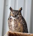 great-horned-owl-crystal-ross.jpg