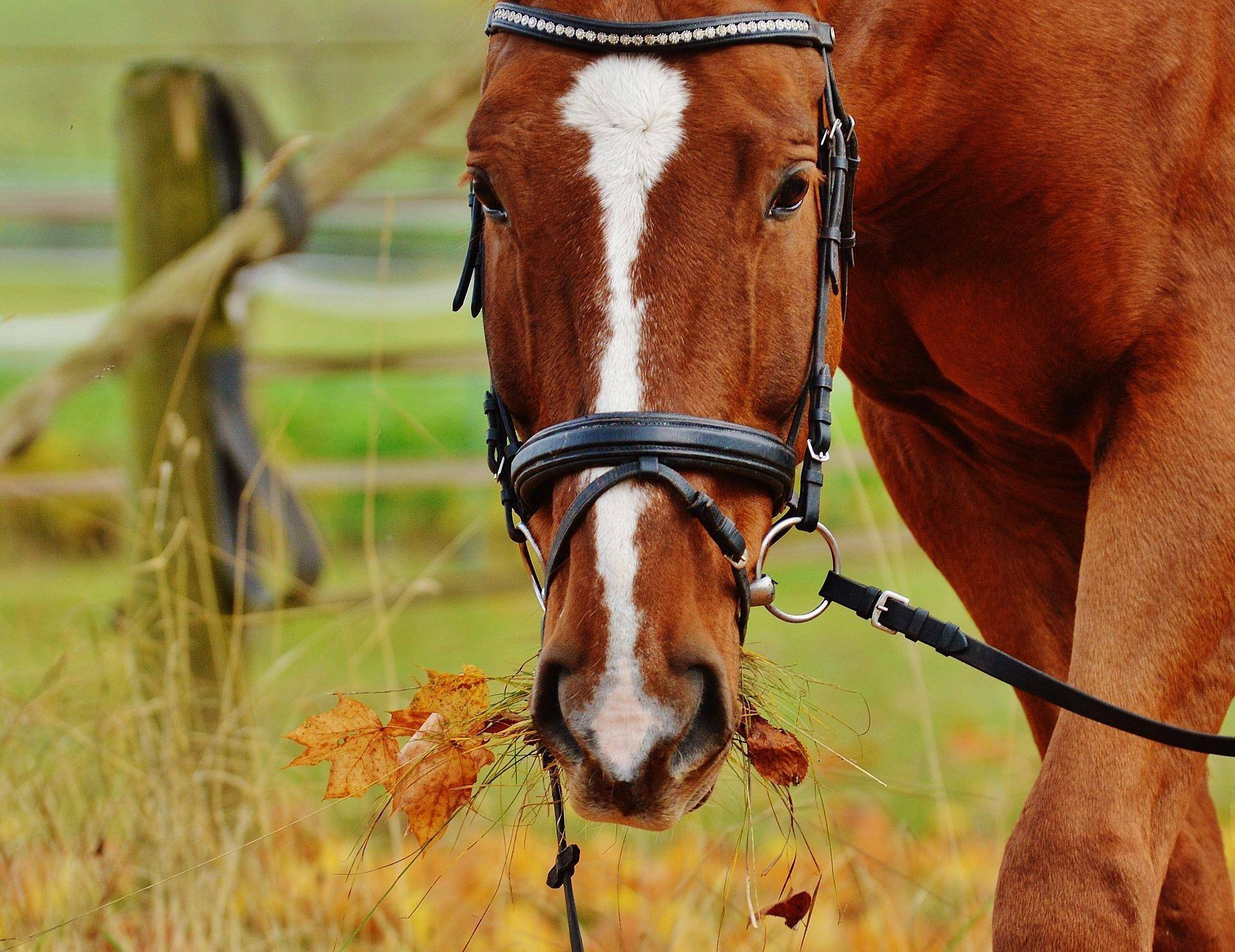 horse-1006376_1920.jpg