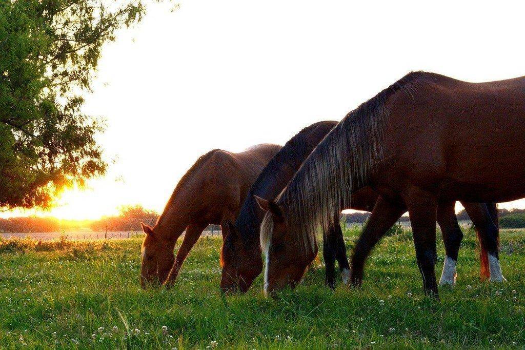 horses-2536540_1280.jpg