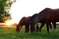 horses-2536540_1280.jpg