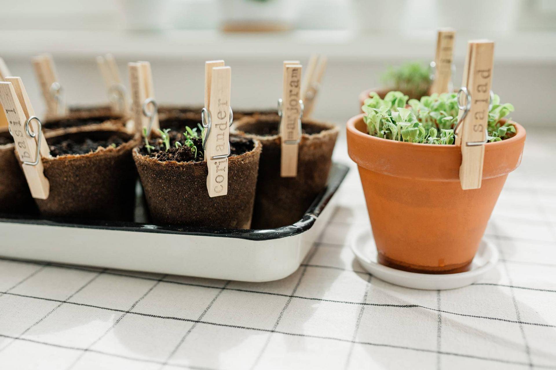 indoor-herb-garden.jpg