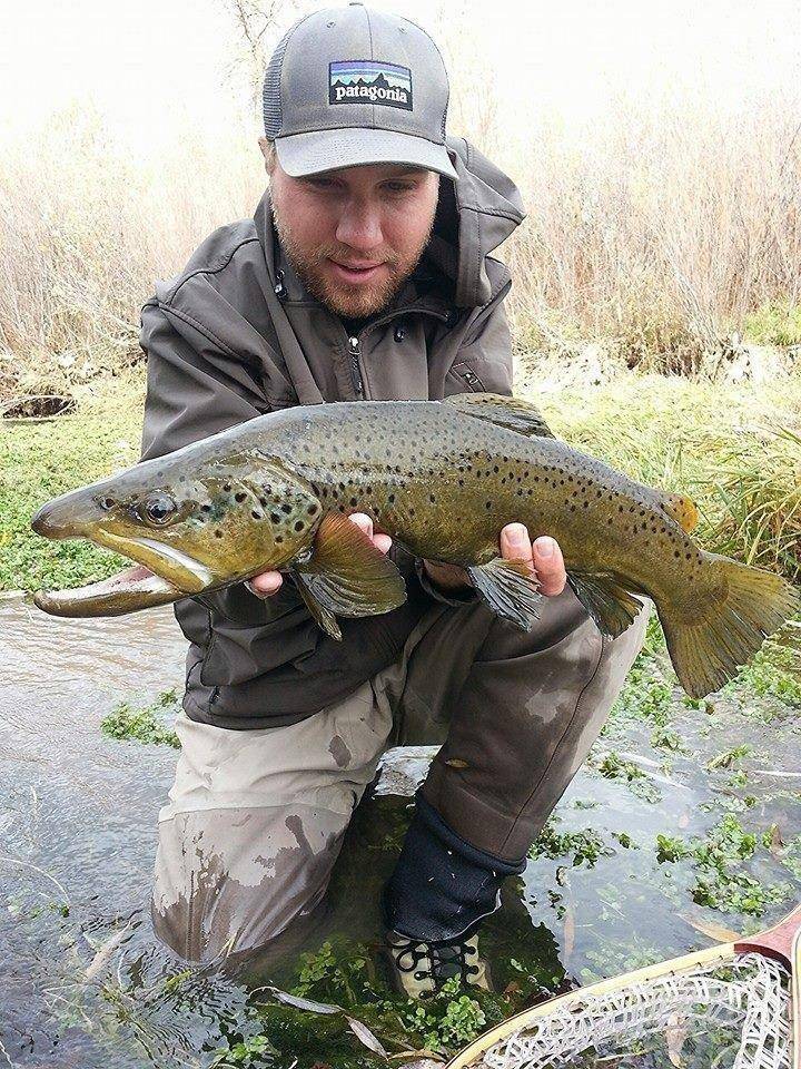 james_abbott_11-8-2013_seth_shows_brown_trout.jpg