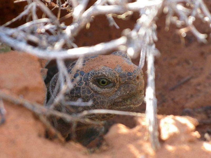 jason_jones_8-2016_desert_tortoise.jpg