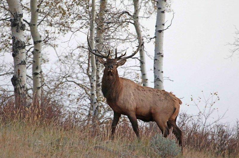 jim_shuler_10-4-2016_bull_elk_in_northern_Utah_1.jpg