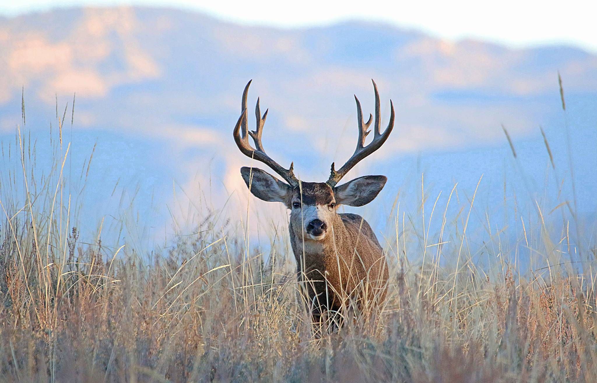 jim_shuler_11-10-2016_mule_deer_buck_in_northern_Utah-2.jpg