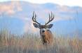 jim_shuler_11-10-2016_mule_deer_buck_in_northern_Utah.jpg