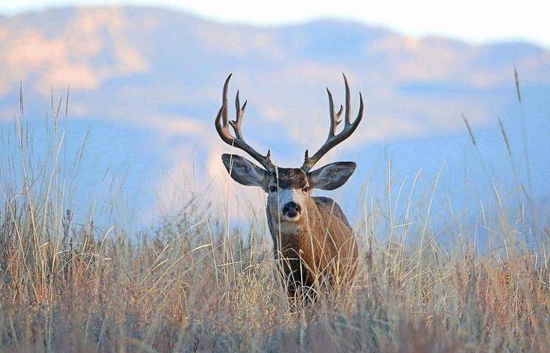 jim_shuler_11-10-2016_mule_deer_buck_in_northern_Utah.jpg