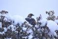 jim_shuler_12-12-2021_golden_eagle_in_northern_Utah-scaled.jpg