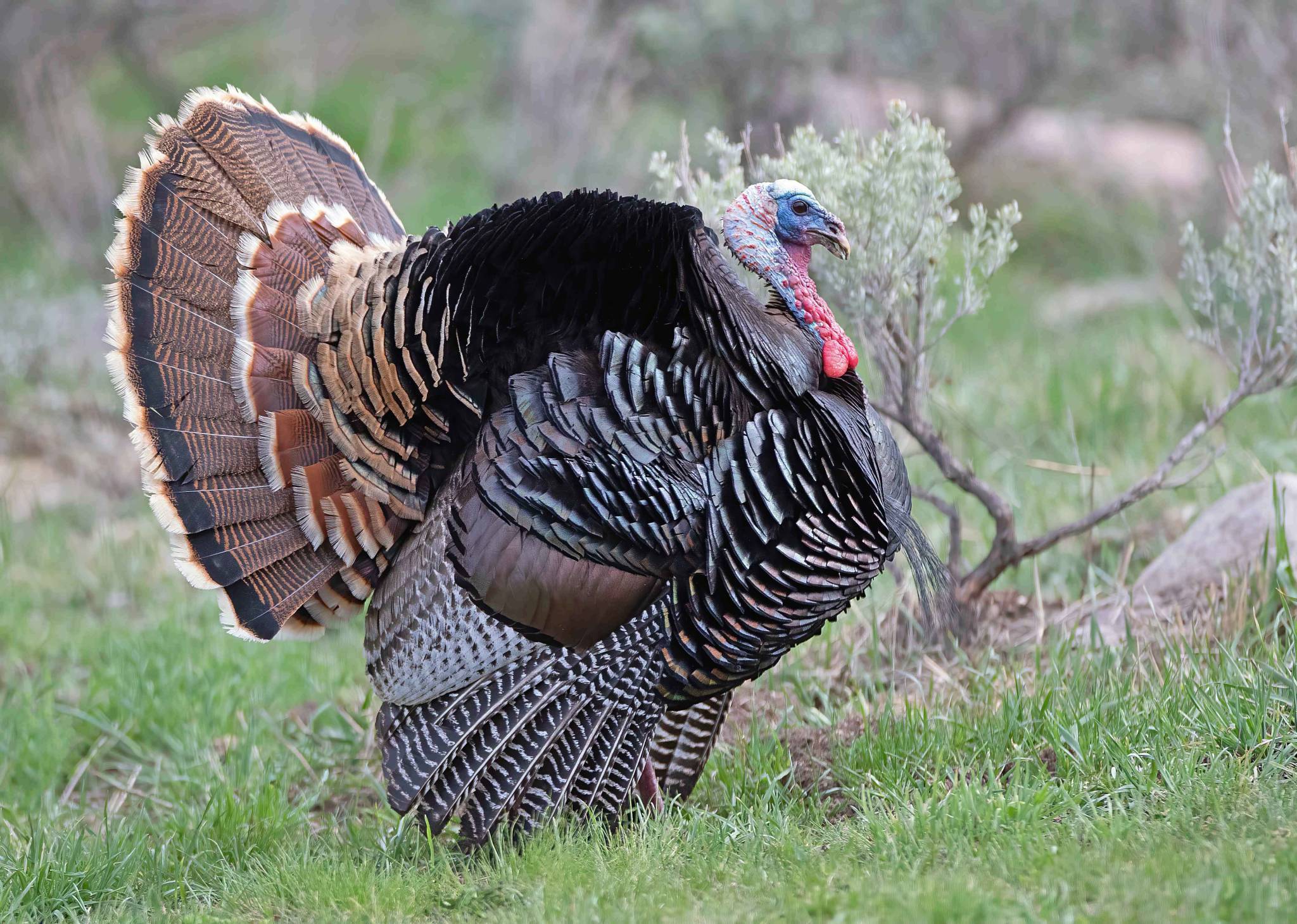 jim_shuler_5-22-2022_turkey_in_northern_Utah.jpg