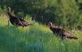 jim_shuler_6-27-2016_turkeys_in_northern_Utah.jpg