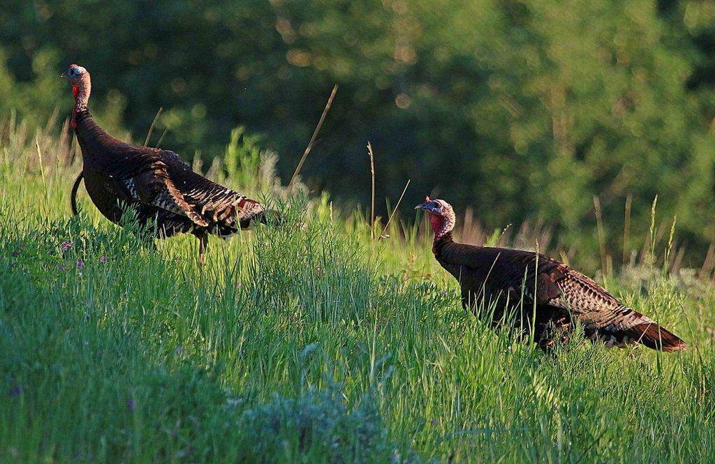 jim_shuler_6-27-2016_turkeys_in_northern_Utah.jpg