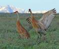 jim_shuler_6-7-2017_sandhill_cranes_in_northern_Utah-scaled.jpg