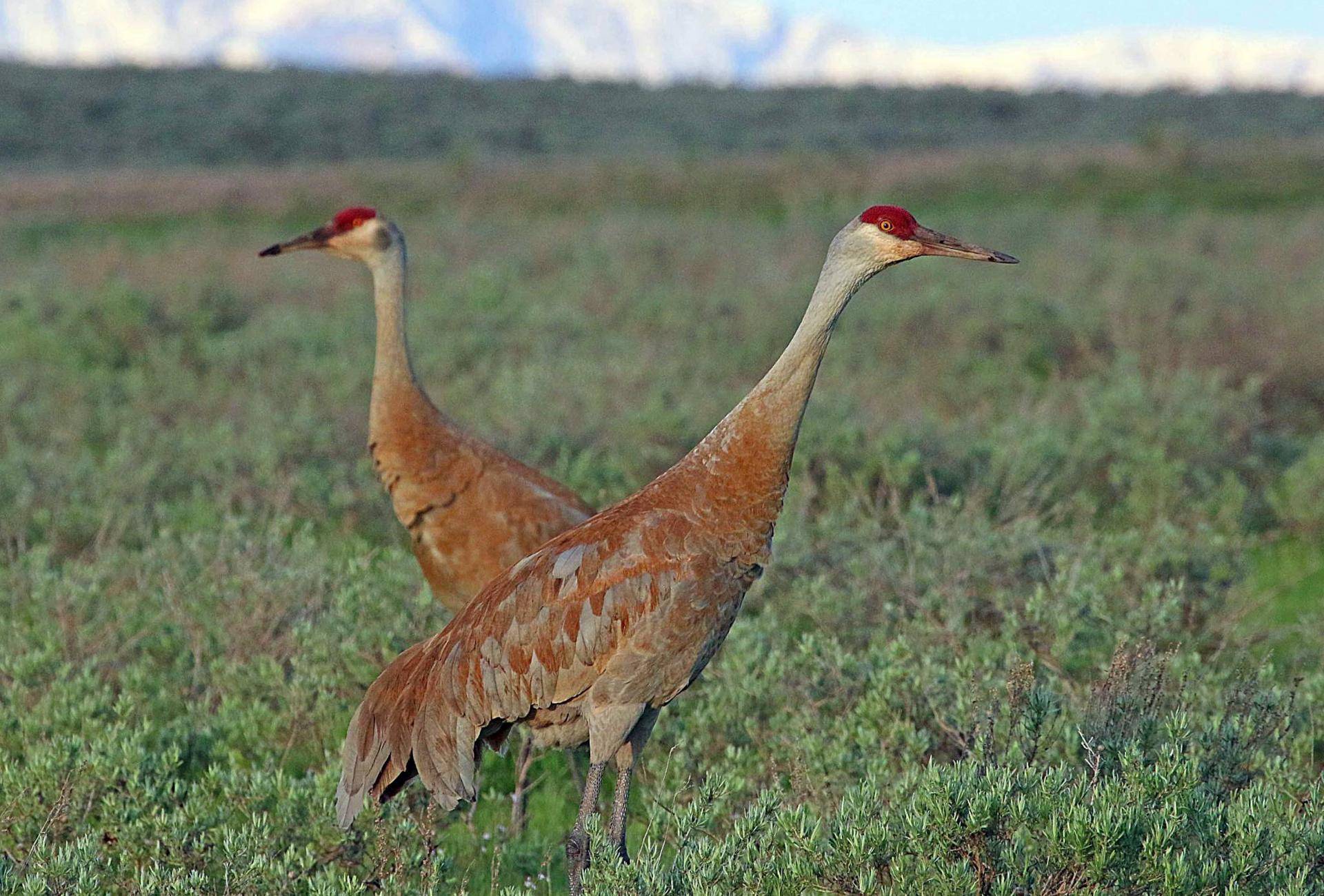 jim_shuler_6-7-2017_sandhill_cranes_in_northern_Utah_1.jpg