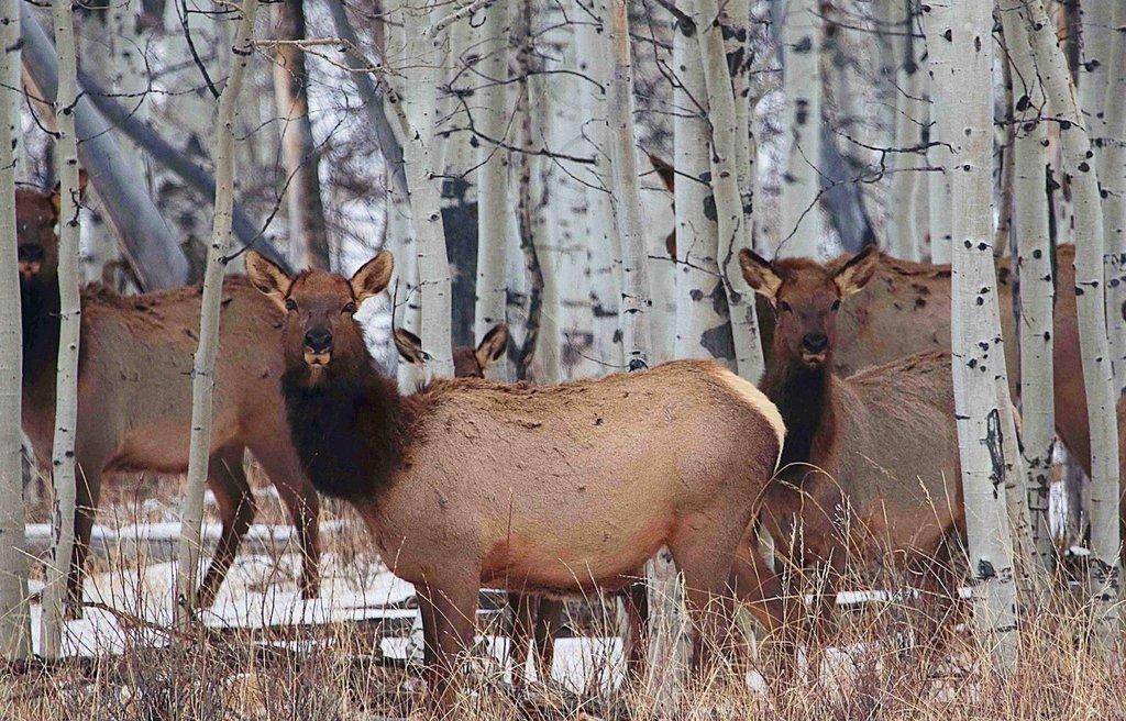 jim_shuler_7-28-2016_cow_elk_3.jpg