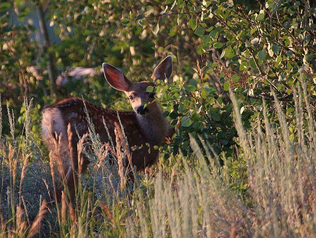 jim_shuler_7-28-2016_deer_fawn_in_northern_Utah.jpg