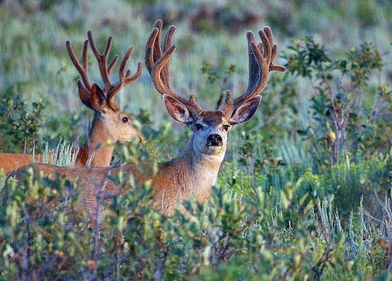 jim_shuler_7-31-2016_buck_deer_in_northern_Utah_4.jpg