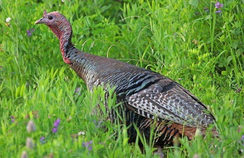 jim_shuler_7-9-2017_tom_turkey_in_northern_Utah.jpg